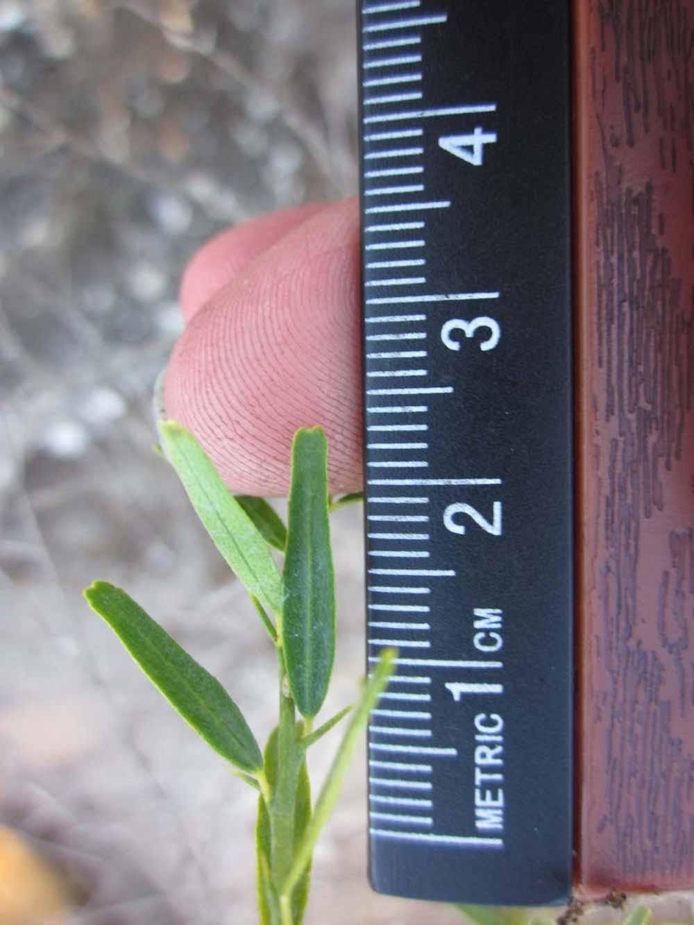            Unifoliolate leaf of  Microcitrus papuana        (Winter Haven, FL)   